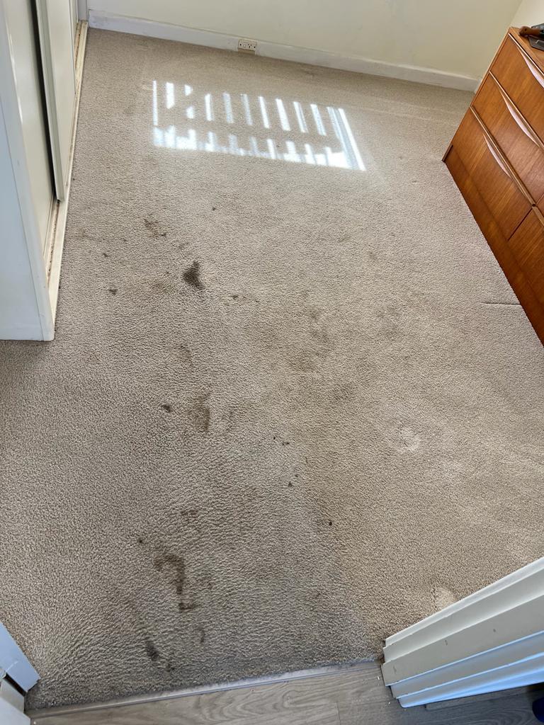 Delight Carpet Care