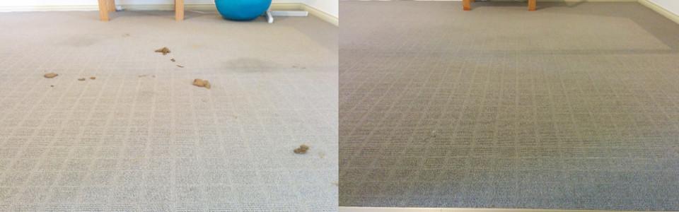 Engage professional carpet cleaning services near me to keep your indoors clean and sanitized